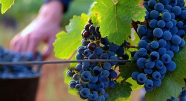 Popis odrůdy španělských hroznů tempranillo, charakteristika výnosu a mrazuvzdornost